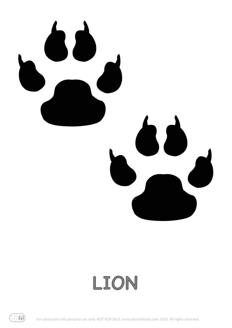 Educational activity for preschoolers with free printables. Playing with animal paw prints. Lion.