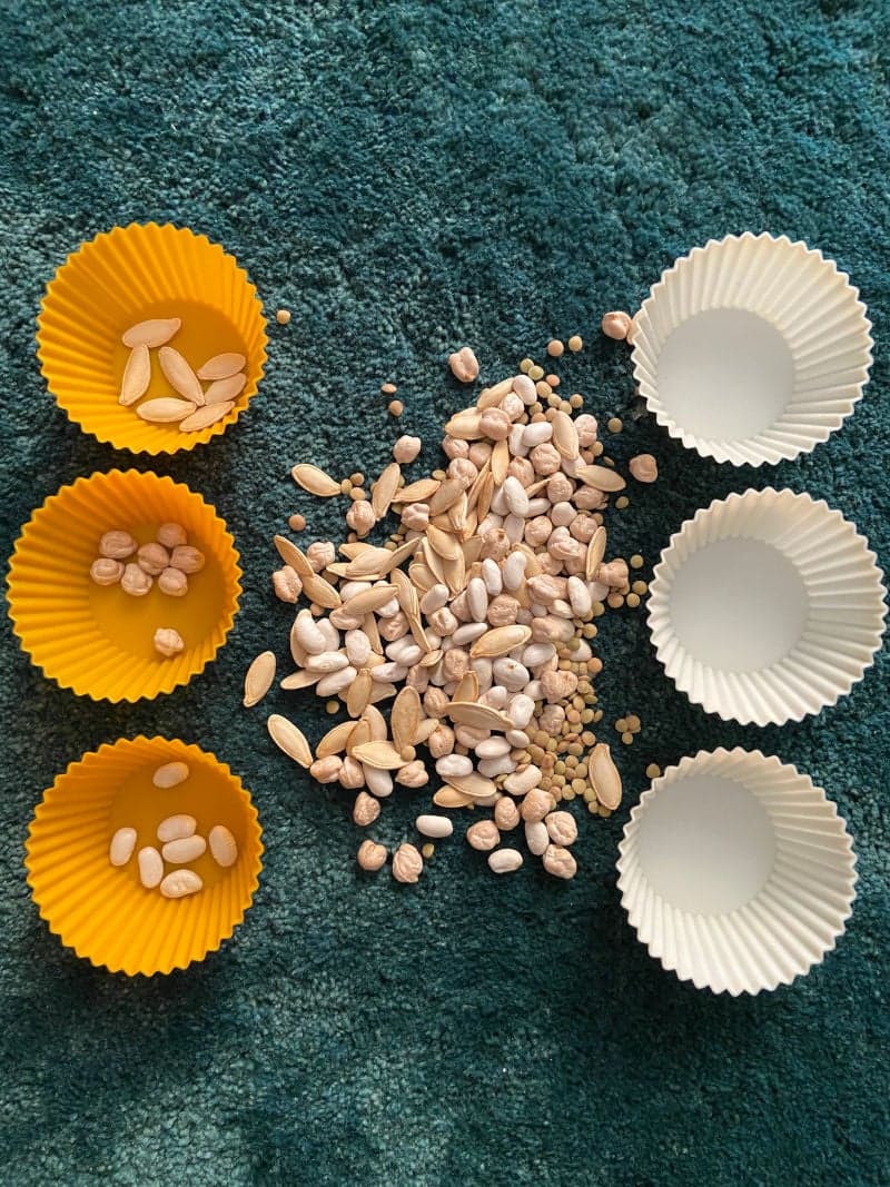 Educational play for little kids preschoolers. Educational game. Short and pattern-making. Muffin tins. Seeds. Dried beens.